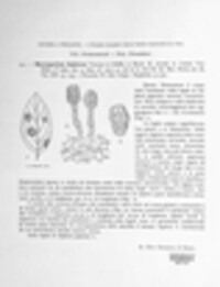 Macrosporium sophorae image